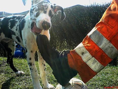 Grand danois THOR - 21 uger- Det er MIN bold...og kun MIN!!! billede 5