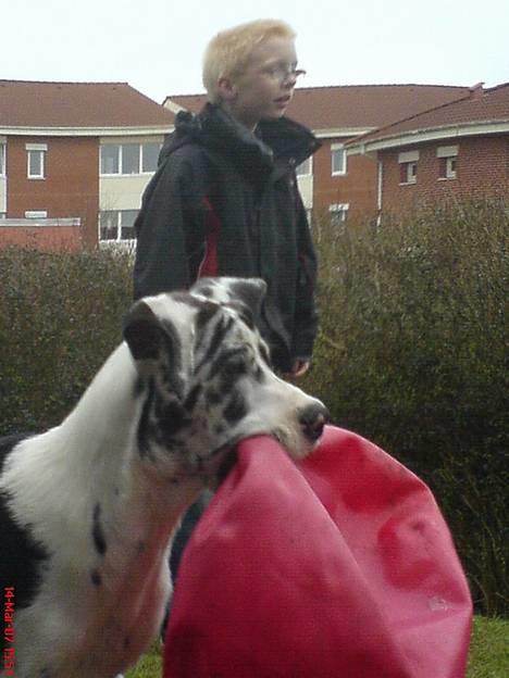 Grand danois THOR - 20 uger...sammen med min "storebror" Jan billede 6