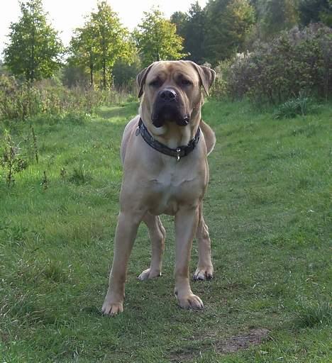 Boerboel ~ Victor ~ R.I.P - 8 okt 06 i Lundbykrat billede 16