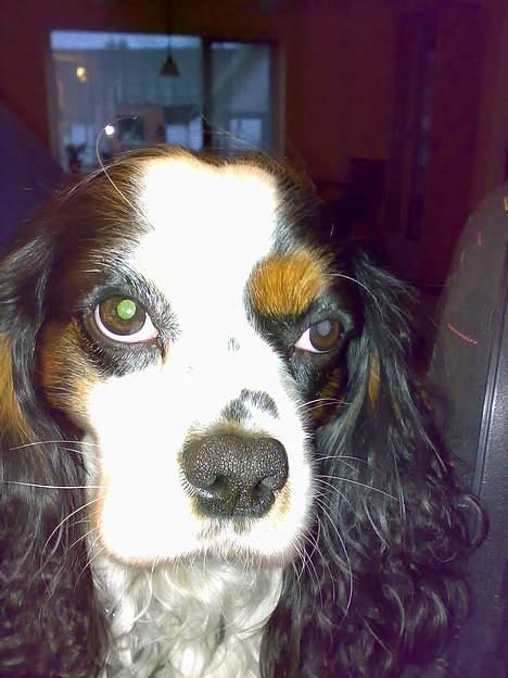 Cavalier king charles spaniel Willie billede 13