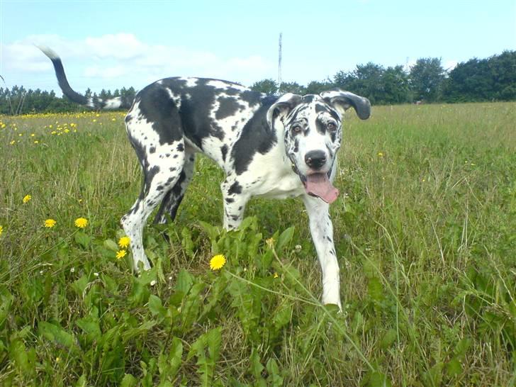 Grand danois THOR - 27 uger... billede 7