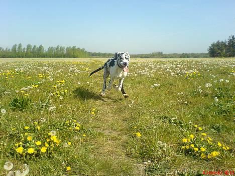 Grand danois THOR - AAAAh en hel mark fyldt med mælkebøtter...... :-) billede 8