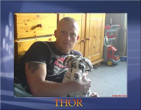 Grand danois THOR -  10 uger...mig og min far.. billede 9