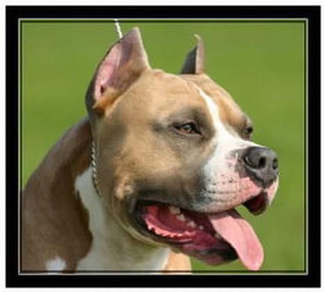 Amerikansk staffordshire terrier Dzejro billede 1