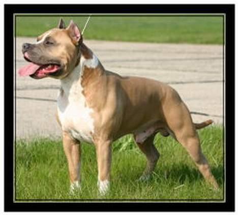 Amerikansk staffordshire terrier Dzejro billede 2