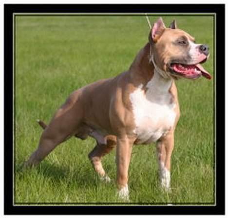 Amerikansk staffordshire terrier Dzejro billede 3