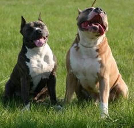 Amerikansk staffordshire terrier Dzejro billede 4