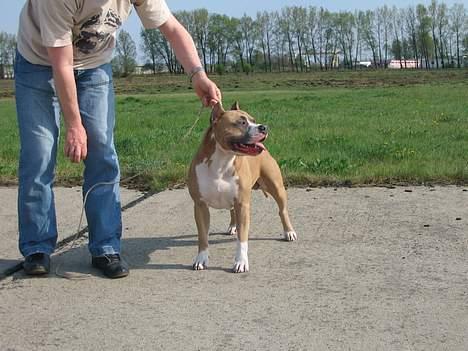 Amerikansk staffordshire terrier Dzejro billede 5
