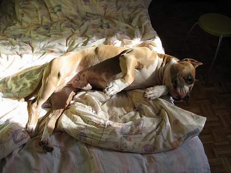 Amerikansk staffordshire terrier Dzejro billede 6