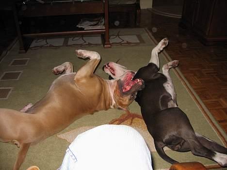 Amerikansk staffordshire terrier Dzejro billede 7