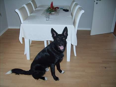 Blanding af racer Julius - uha jeg er ved at være en stor dreng. Julle 9 månder billede 9