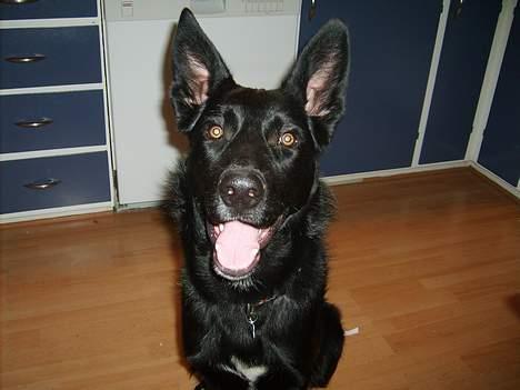 Blanding af racer Julius - halløjsa.. Det er mig der hedder julius og jeg er en lækker fyr. billede 10