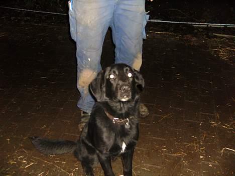 Blanding af racer Fido - Nytårsaften må jeg hellere gemme mig ved far. billede 5