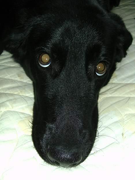 Blanding af racer Fido billede 6