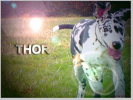 Grand danois THOR - 19 uger og fuld fart frem..... :-) billede 10