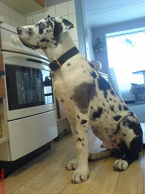 Grand danois THOR - Iiiiih altså...kom nu med det mad!!! billede 11