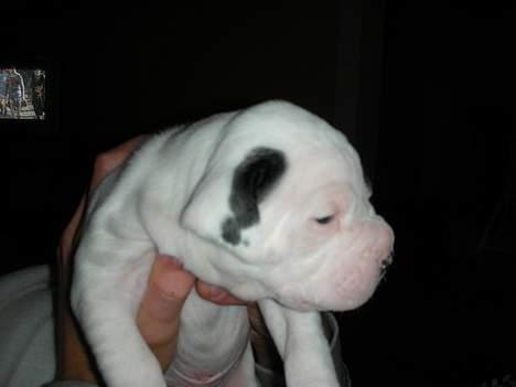 Amerikansk bulldog Hercules - her er jeg kun små tre uger :) er jeg ikke bare dejlig?? billede 1