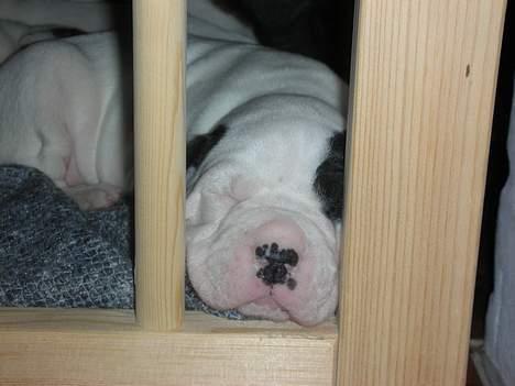 Amerikansk bulldog Hercules - det er altid hyggeligt med en skraber i kravlegården billede 2