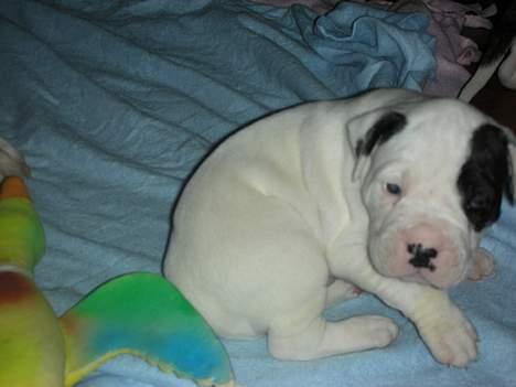 Amerikansk bulldog Hercules - her er jeg tre uger gammel billede 3