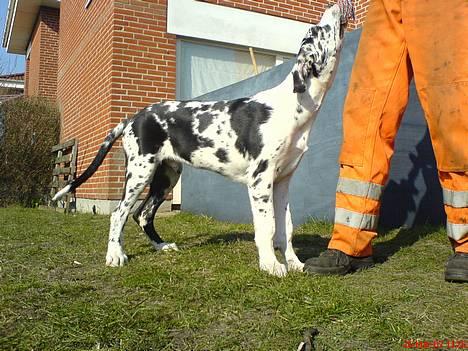 Grand danois THOR - 22 uger- billede 12