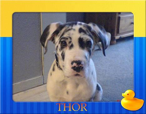 Grand danois THOR - 10 uger og så sød.... billede 13