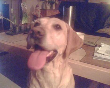 Blanding af racer mille - mor må jeg ik nok få den ballong du sidder med. billede 11