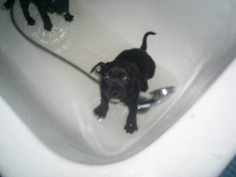 Staffordshire bull terrier Gismo - her er jeg lige et smut i badekar, jeg havde rullet mig i lort det syntes min mor ikke var så lækkert.. billede 9