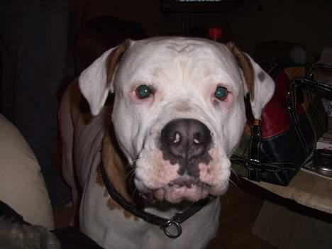 Amerikansk bulldog Bella R.I.P - hvad har du der er det noget jeg kan spise mums  billede 13