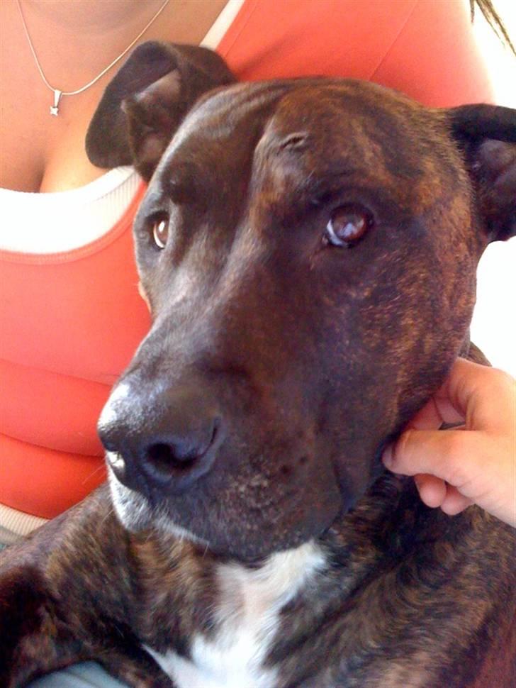 Amerikansk staffordshire terrier Tyson - :) billede 1