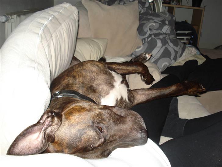 Amerikansk staffordshire terrier Tyson - Ligger lige og flader ud - det må snart være tid til en lur :) billede 2