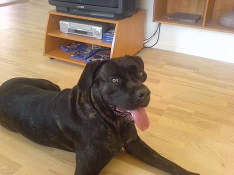 Cane corso Shakira billede 5
