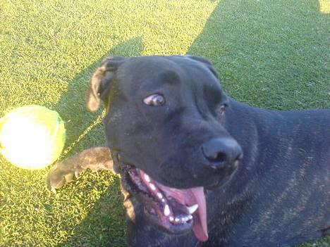 Cane corso Shakira billede 6