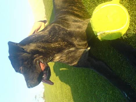 Cane corso Shakira billede 7