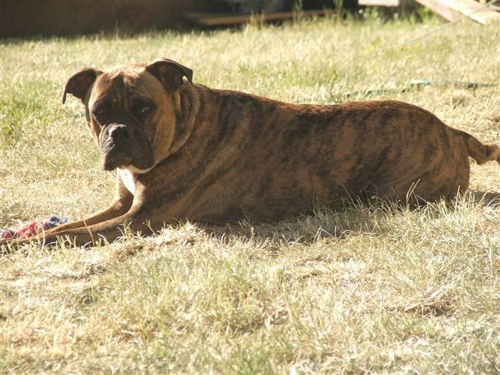 Amerikansk bulldog Baloo, 28/3  - Smukke hund!!!!! NYT 9/6 08 billede 17