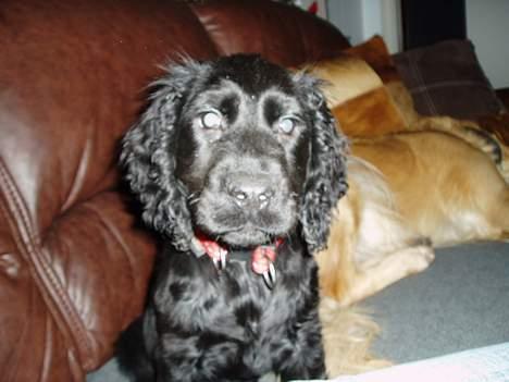 Cocker spaniel Lady - Ik cute?? billede 1