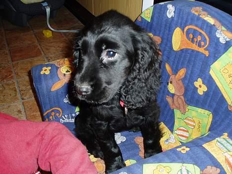 Cocker spaniel Lady - Jeg låner lige drengens stol!! billede 3