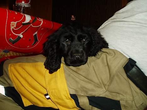 Cocker spaniel Lady - Sød lille skødehund!! billede 4