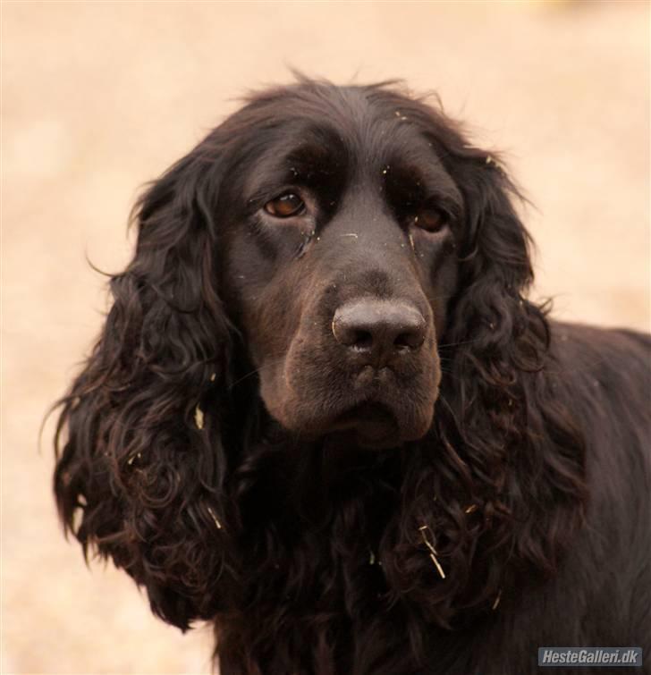 Cocker spaniel Lady billede 5