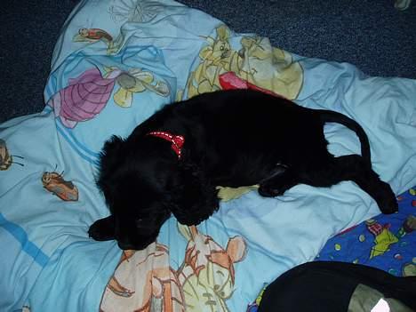 Cocker spaniel Lady - Sikke en dejlig dyne de børn har!! billede 6