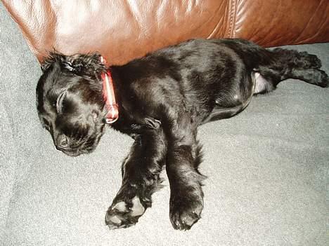 Cocker spaniel Lady - Mhh dejlig sofa!! billede 7