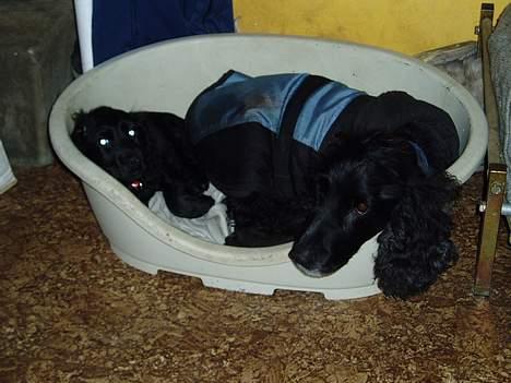 Cocker spaniel Lady - En lille lur sammen med tjego!! billede 8