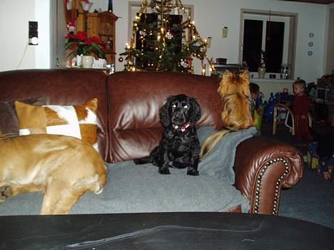 Cocker spaniel Lady - Elsker bare sofaer!! billede 9