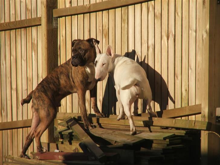 Amerikansk bulldog Baloo, 28/3  - Hvem os??? Vi må da gerne kravle heroppe.. Ikk???? billede 18