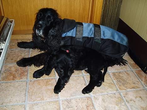 Cocker spaniel Lady - Her er jeg sammen med den ander cocker, det er ham jeg skal afløse da han skal aflives pga sygdom.. billede 12