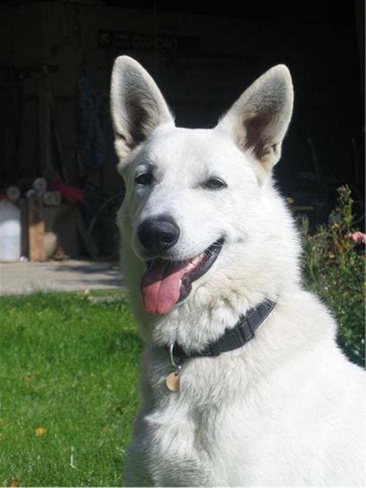 Hvid schæfer Nice'nwise Groucho Nicki billede 6