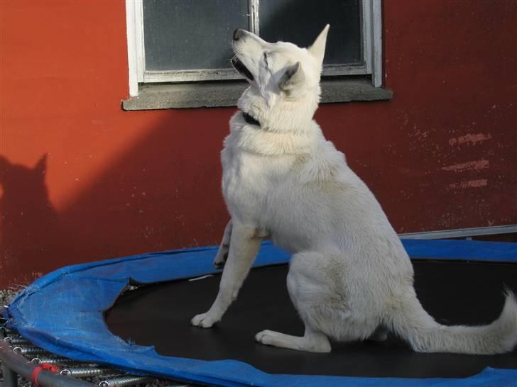 Hvid schæfer Nice'nwise Groucho Nicki - Rul! (1/3) billede 7