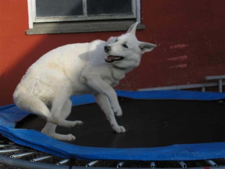 Hvid schæfer Nice'nwise Groucho Nicki - Rul! (2/3) billede 8