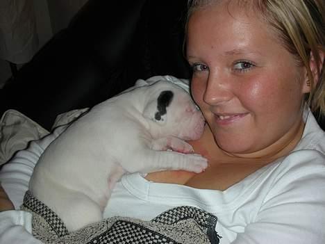 Amerikansk bulldog Hercules - ja man sover altså meget når man er så lille som mig!! billede 4