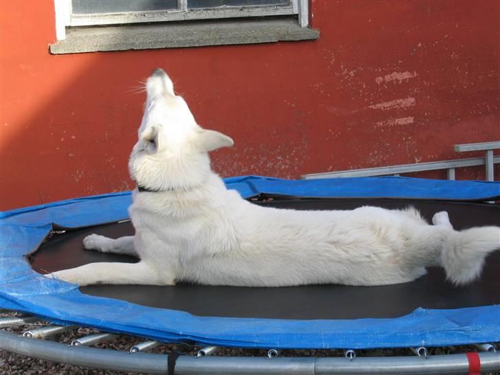 Hvid schæfer Nice'nwise Groucho Nicki - Rul! (3/3) - Ja, det tager tid, og ser enormt skægt ud! billede 9