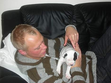 Amerikansk bulldog Hercules - jeg er nu også ret vild med min far :) billede 5